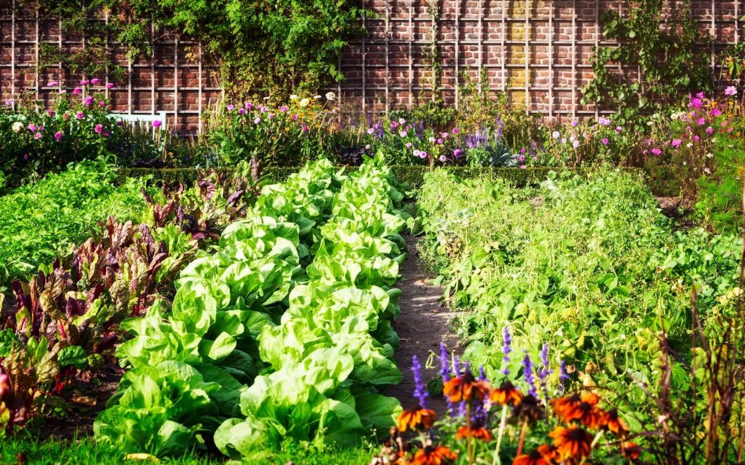 Why Raised Beds Are the Best Way to Grow Flowers and Vegetables