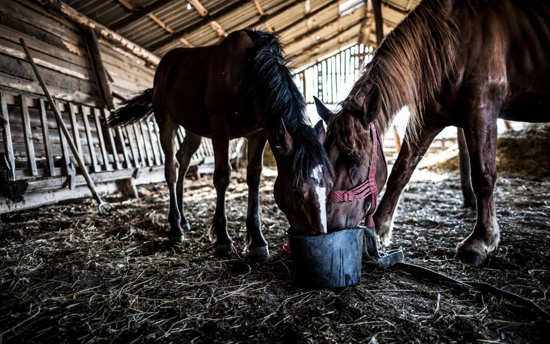 All You Need To Know About Animal Feed Bags