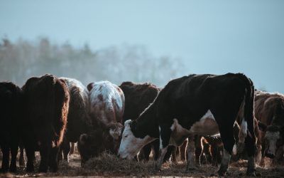 Best Ways to Feed Hay to Cattle